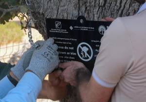 Kurdistan Botanical Foundation has taken crucial steps to preserve a rare oak tree species