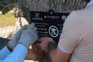 Kurdistan Botanical Foundation has taken crucial steps to preserve a rare oak tree species